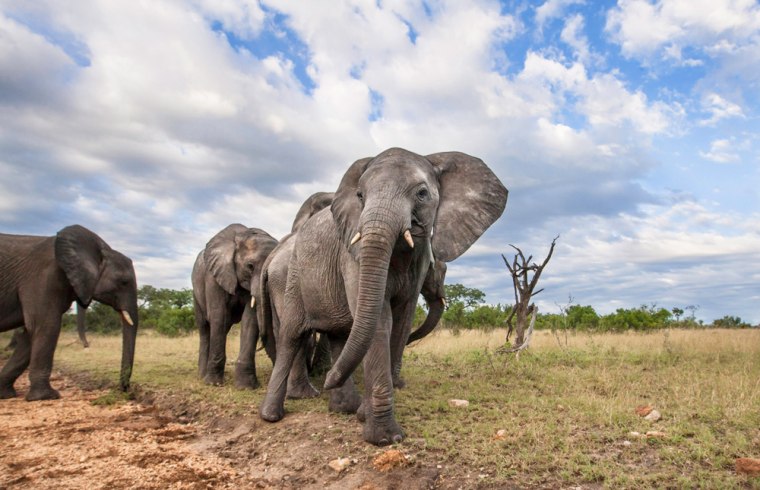 Du Toit said he was about 5 to 8 yards away from these elephants when he photographed them.